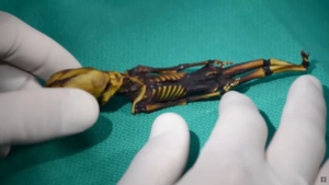 6-inch human skeleton