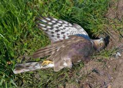 dead bird in जटिंगा गांव (असम)